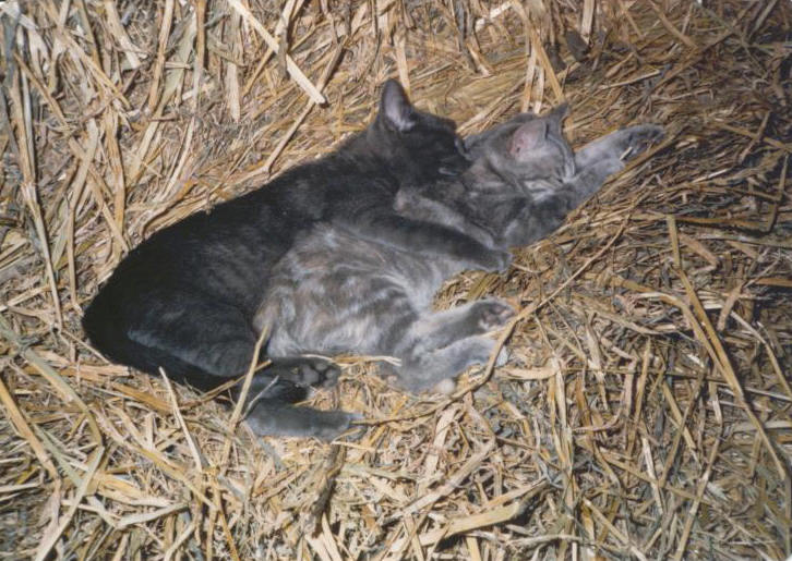 My Tragic Childhood Cat Tales, The Legend is&nbsp;True